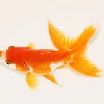 日本の金魚