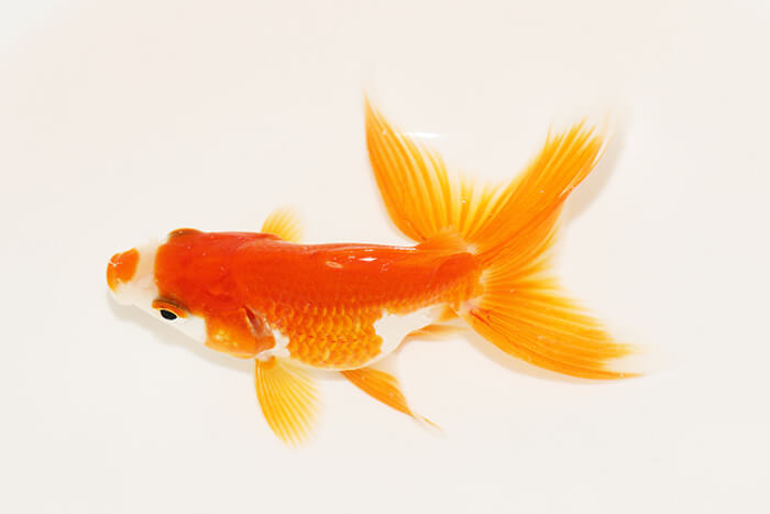 日本の金魚