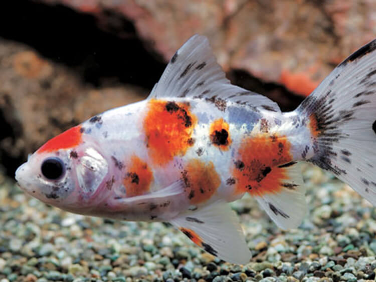 朱文金 シュブンキン とは キャリコ模様が美しい人気の金魚を飼育してみよう 本日も金魚日和