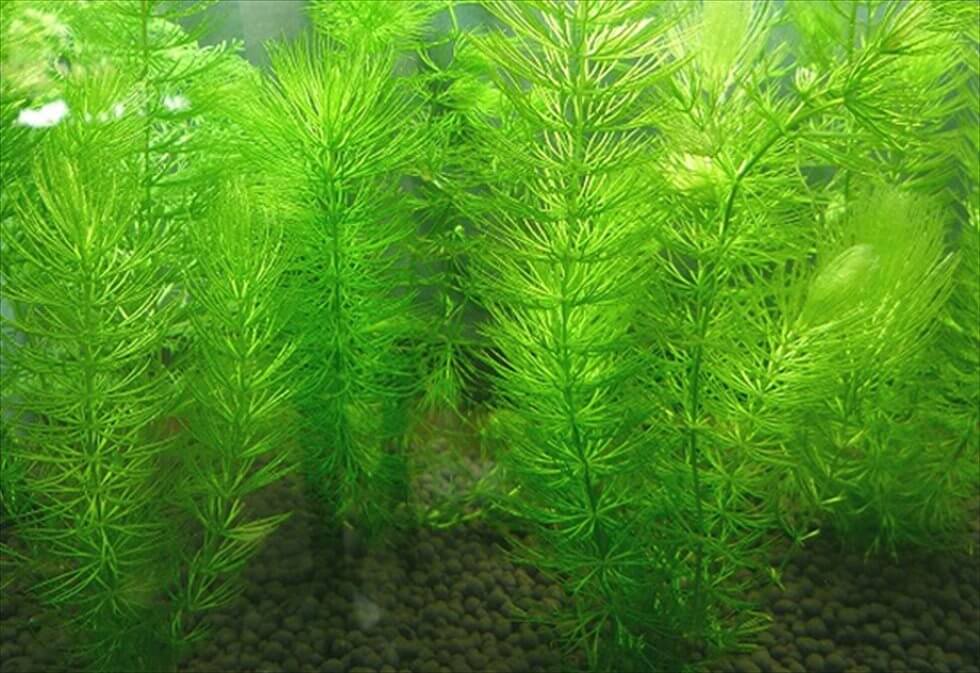 金魚に最適な水草は何？金魚藻を使用する時の注意点! | 本日も金魚日和