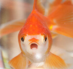 ブログランキングの金魚の顔