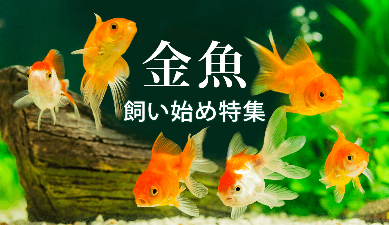 金魚が水面で口をパクパク 金魚の鼻上げは緊急事態かも 金魚が水面近くにずっといる場合は注意 本日も金魚日和