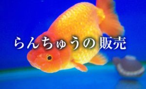 ランチュウの販売